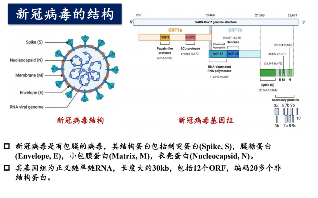 病毒的结构.png