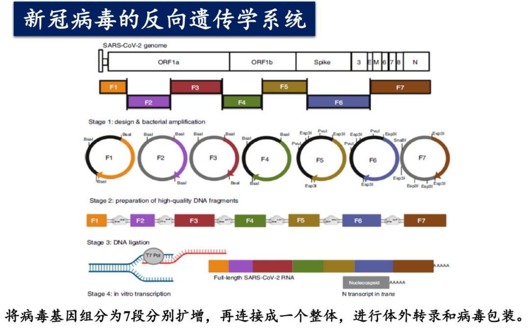 反向遗传学系统.png