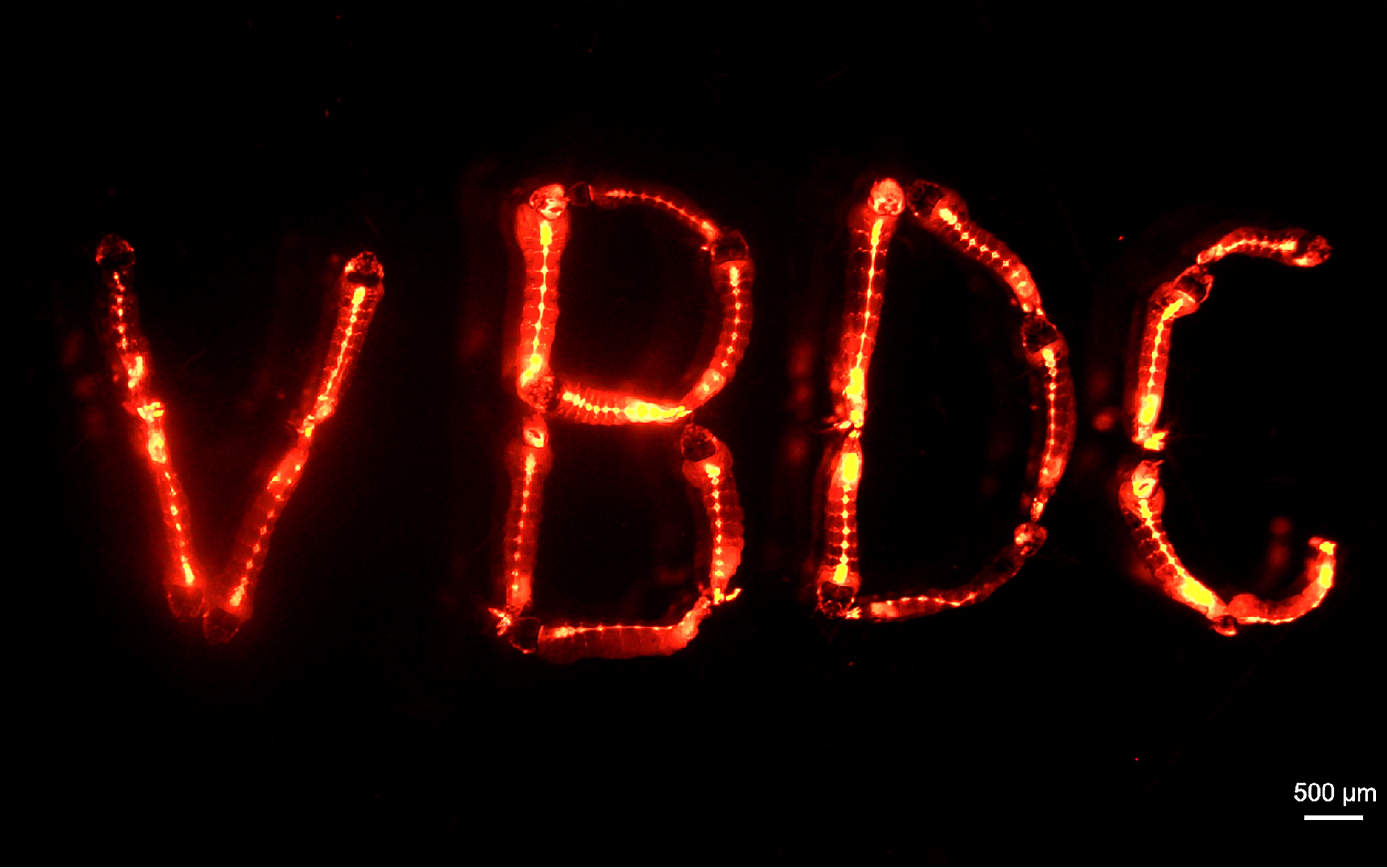 VBDC.jpg