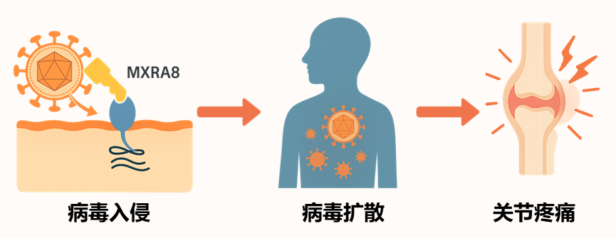 病毒入侵.png